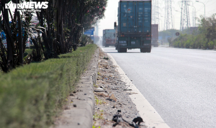 Nhiều người tử nạn trên tuyến đường cây dại mọc như rừng ở Hải Phòng - 16