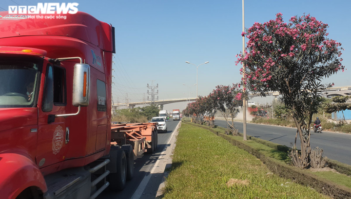 Nhiều người tử nạn trên tuyến đường cây dại mọc như rừng ở Hải Phòng - 18