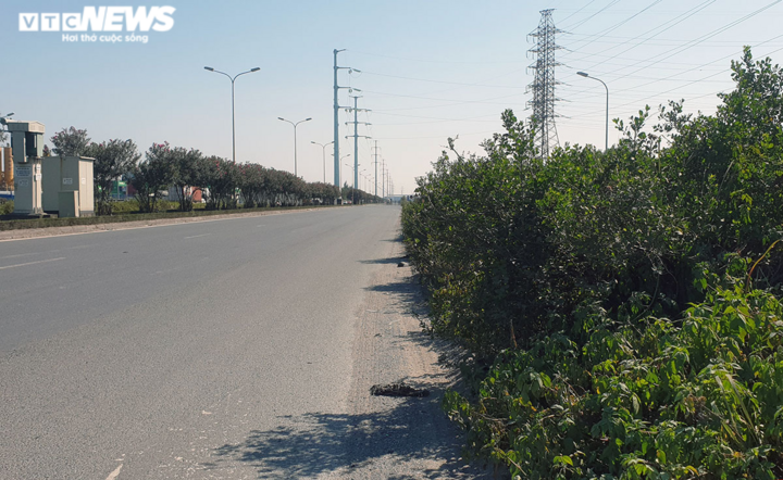 Nhiều người tử nạn trên tuyến đường cây dại mọc như rừng ở Hải Phòng - 2