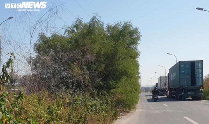 Nhiều người tử nạn trên tuyến đường cây dại mọc như rừng ở Hải Phòng - 3