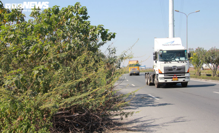 Nhiều người tử nạn trên tuyến đường cây dại mọc như rừng ở Hải Phòng - 5