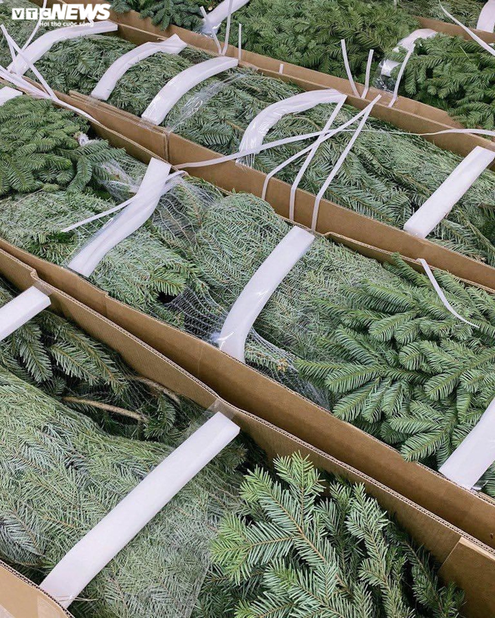 Ảnh: Thông tươi nhập ngoại giá chục triệu đồng 'cháy hàng' dịp Noel - 4