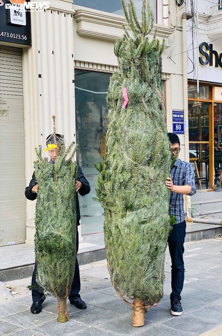 Ảnh: Thông tươi nhập ngoại giá chục triệu đồng 'cháy hàng' dịp Noel - 6