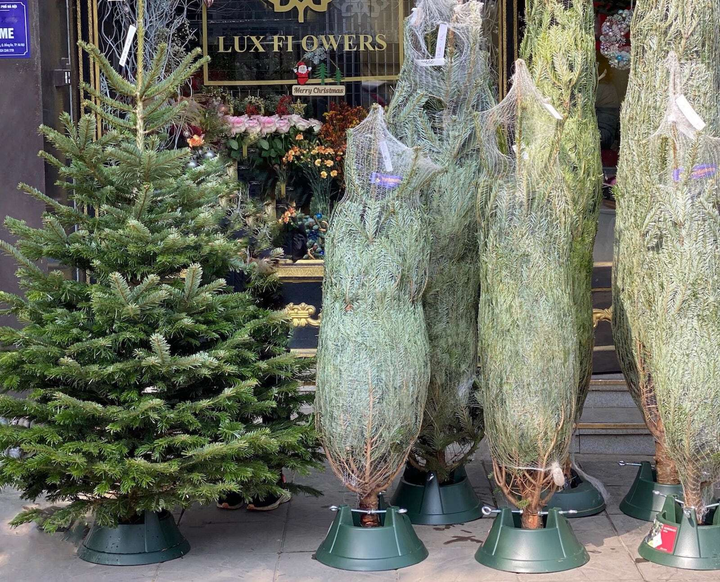 Ảnh: Thông tươi nhập ngoại giá chục triệu đồng 'cháy hàng' dịp Noel - 5