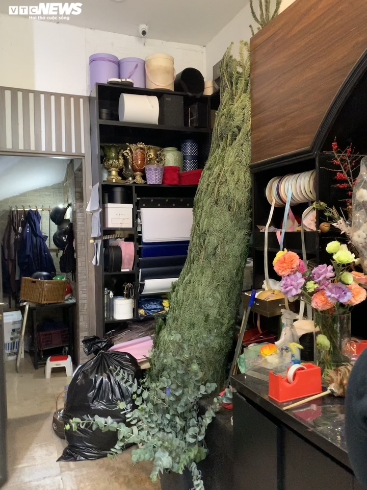 Ảnh: Thông tươi nhập ngoại giá chục triệu đồng 'cháy hàng' dịp Noel - 7