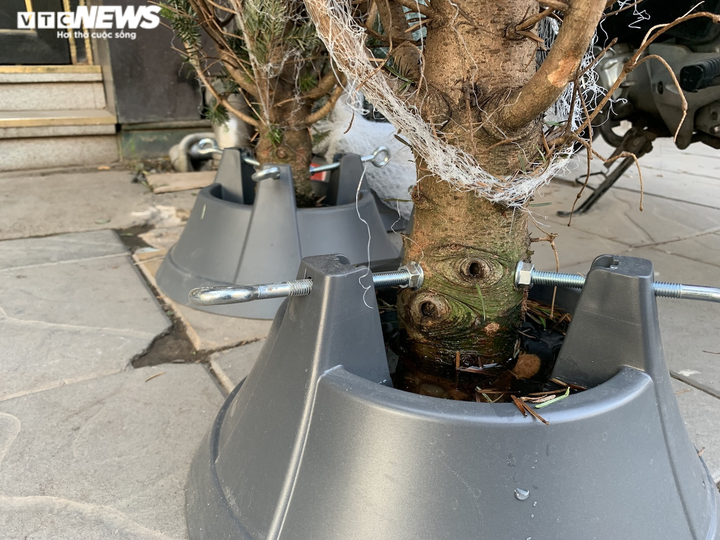 Ảnh: Thông tươi nhập ngoại giá chục triệu đồng 'cháy hàng' dịp Noel - 9