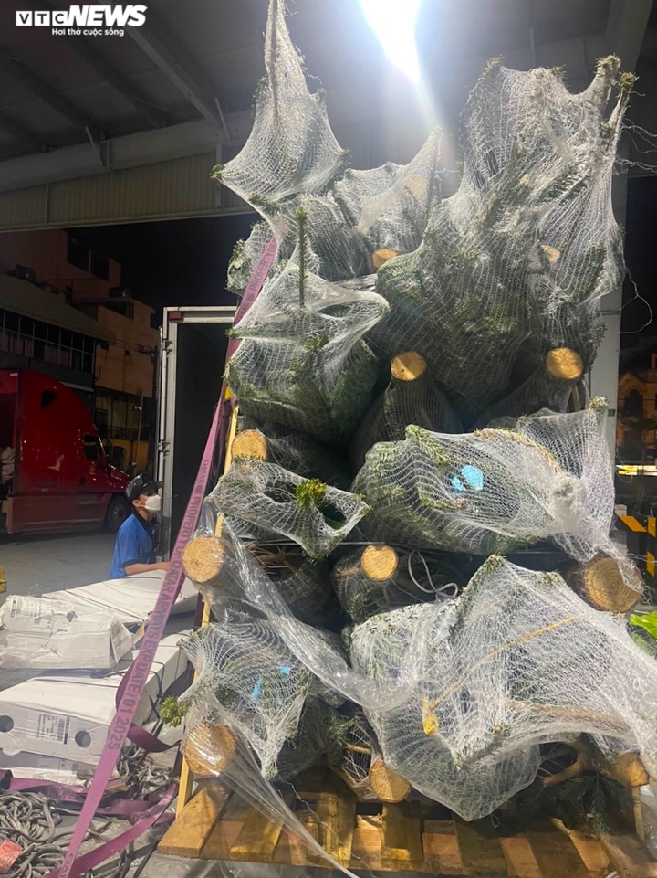 Ảnh: Thông tươi nhập ngoại giá chục triệu đồng 'cháy hàng' dịp Noel - 2