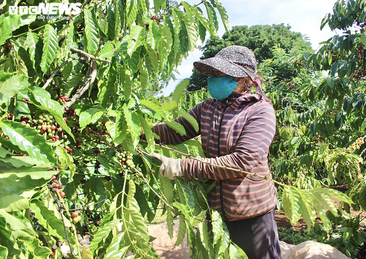 Ảnh: Cà phê chín rộ, nông dân Tây Nguyên hối hả thu hoạch - 4