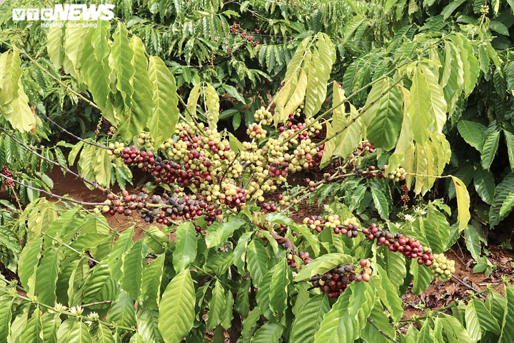 Ảnh: Cà phê chín rộ, nông dân Tây Nguyên hối hả thu hoạch - 3