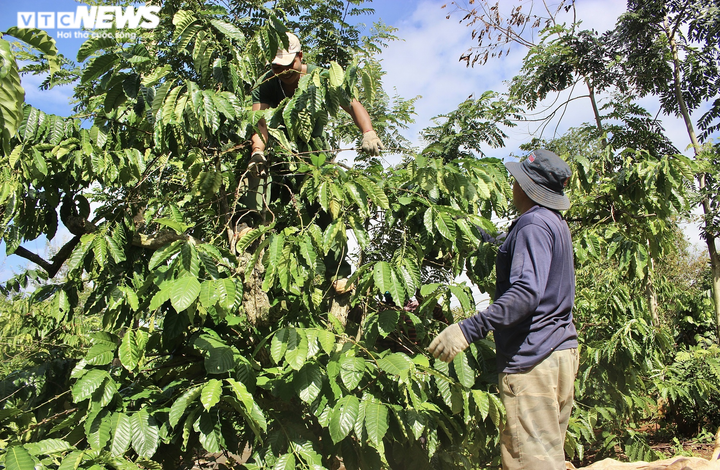 Ảnh: Cà phê chín rộ, nông dân Tây Nguyên hối hả thu hoạch - 6