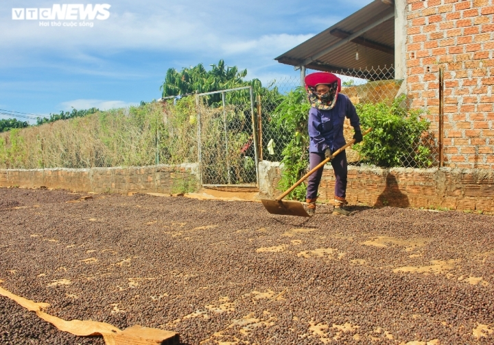 Ảnh: Cà phê chín rộ, nông dân Tây Nguyên hối hả thu hoạch - 11
