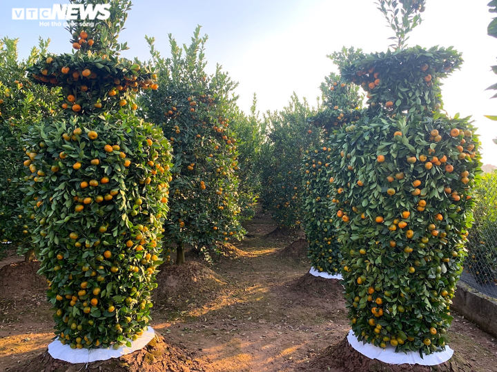 Quýt lục bình khổng lồ cao hơn 4m ngóng khách, lo ế ẩm vụ Tết Nhâm Dần - 1