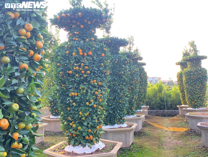 Quýt lục bình khổng lồ cao hơn 4m ngóng khách, lo ế ẩm vụ Tết Nhâm Dần - 2