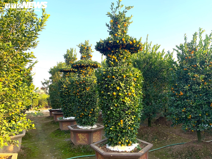Quýt lục bình khổng lồ cao hơn 4m ngóng khách, lo ế ẩm vụ Tết Nhâm Dần - 8