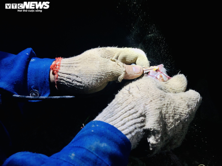 Ảnh: Theo chân cao thủ ở Hưng Yên đi săn chuột đồng - 7