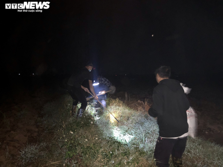 Ảnh: Theo chân cao thủ ở Hưng Yên đi săn chuột đồng - 3
