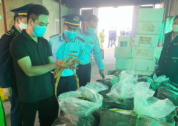 Hải Phòng phát hiện 7,5 tấn lòng lợn nhiễm virus dịch tả lợn châu Phi - 1