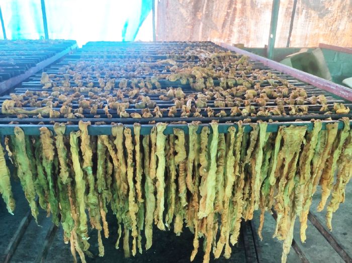 Hải Phòng phát hiện 7,5 tấn lòng lợn nhiễm virus dịch tả lợn châu Phi - 2