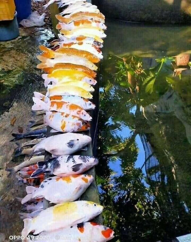 Nhờ vợ ‘rút nước hồ bắt cá ra phơi nắng’, anh chàng khóc ròng khi thấy kết quả - 2