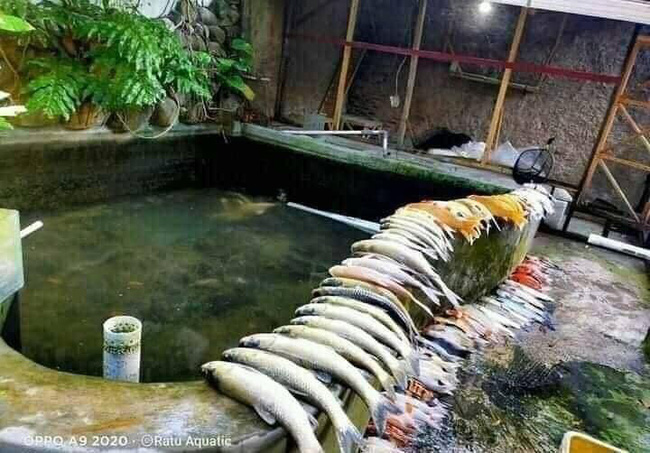 Nhờ vợ ‘rút nước hồ bắt cá ra phơi nắng’, anh chàng khóc ròng khi thấy kết quả - 1