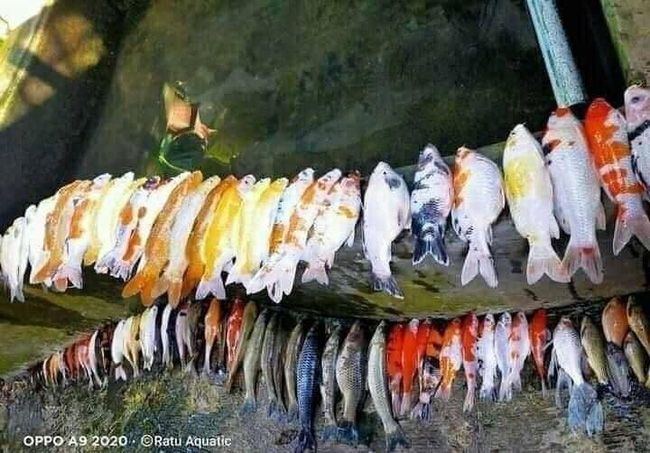 Nhờ vợ ‘rút nước hồ bắt cá ra phơi nắng’, anh chàng khóc ròng khi thấy kết quả - 3