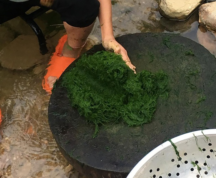 Về Phú Thọ nếm thử rêu đá của người Mường: Từ món cứu đói nay đã thành đặc sản - 5