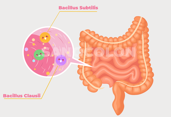 Lợi ích bào tử lợi khuẩn Bacillus trong Sano Colon: 99% người dùng không biết - 2