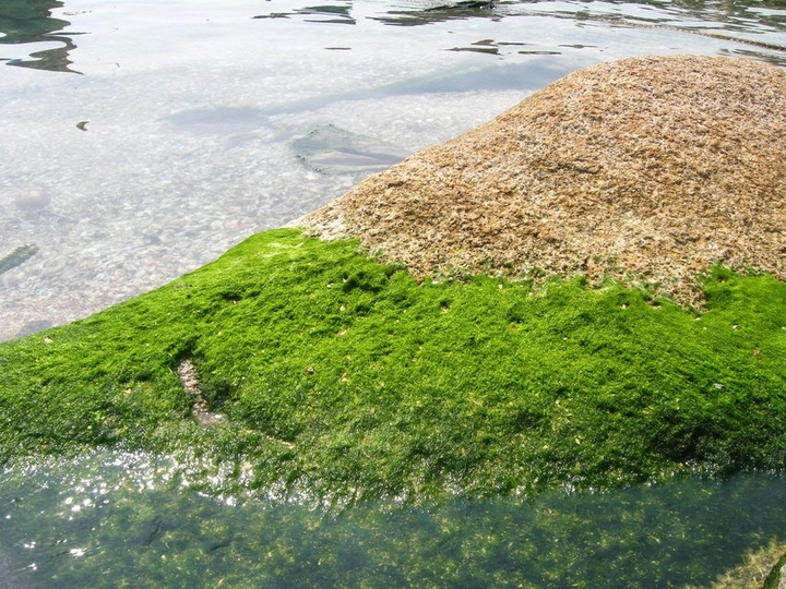 Về Phú Thọ nếm thử rêu đá của người Mường: Từ món cứu đói nay đã thành đặc sản - 3