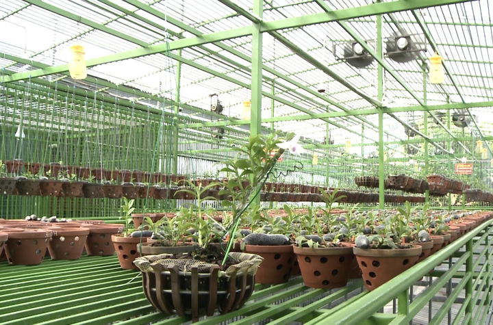 Ông chủ nhà vườn Vũ Hạnh và khát vọng về một ngành lan phát triển - 2