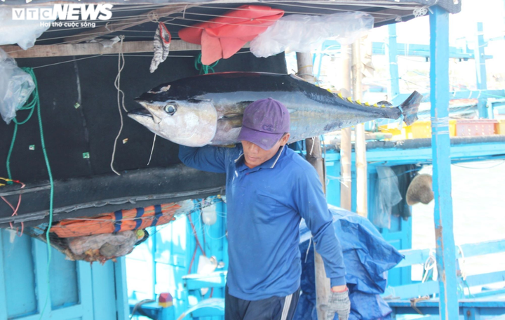 Kỳ vọng những phiên đấu giá cá ngừ đại dương triệu USD ngay tại Phú Yên - 1