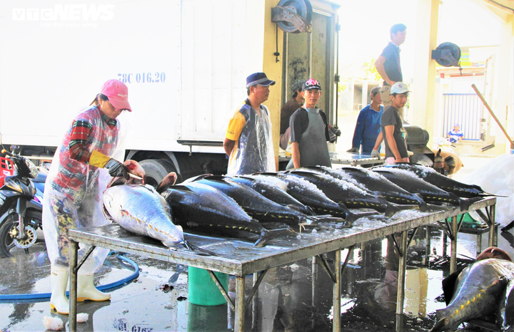 Kỳ vọng những phiên đấu giá cá ngừ đại dương triệu USD ngay tại Phú Yên - 3