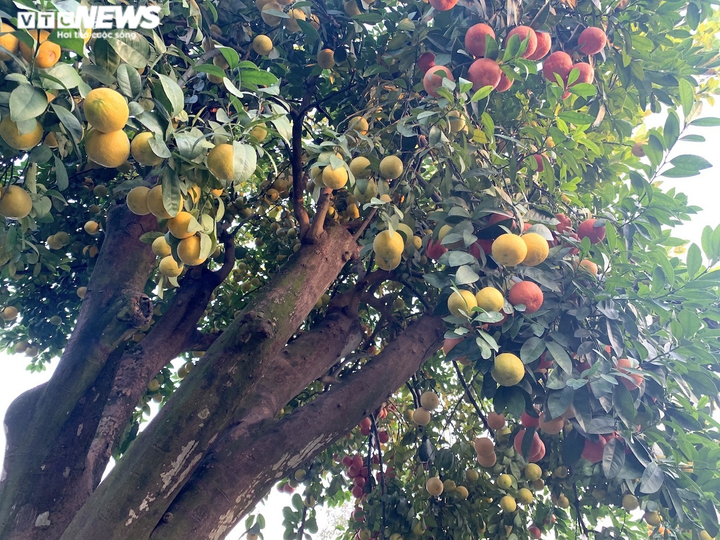 Hàng độc trăm triệu chơi Tết: Quất, chanh sai lúc lỉu trên thân bưởi cổ thụ - 10