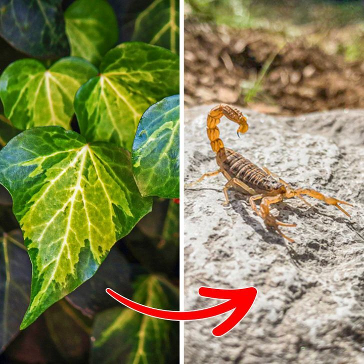 10 loại cây cảnh gây nguy hiểm nếu được trồng trong nhà - 2