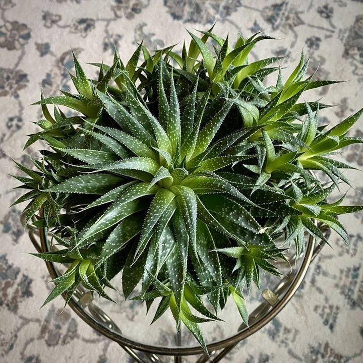 10 loại cây cảnh gây nguy hiểm nếu được trồng trong nhà - 5