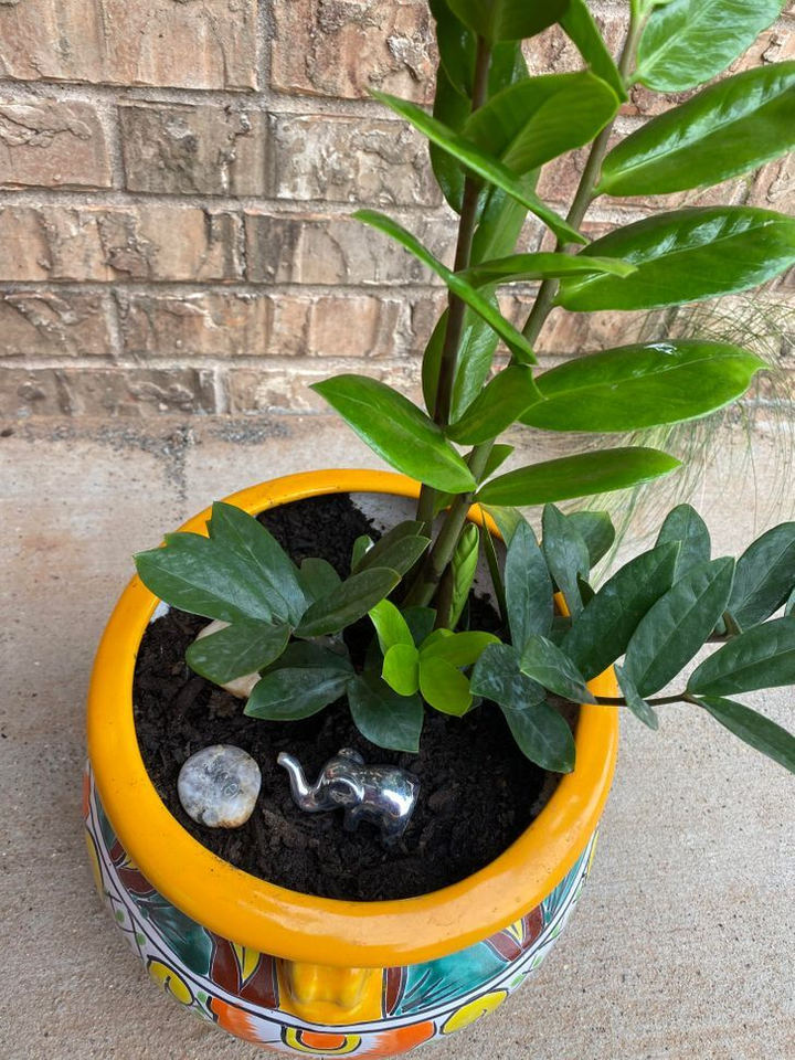 10 loại cây cảnh gây nguy hiểm nếu được trồng trong nhà - 6