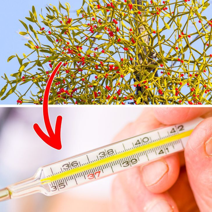 10 loại cây cảnh gây nguy hiểm nếu được trồng trong nhà - 8