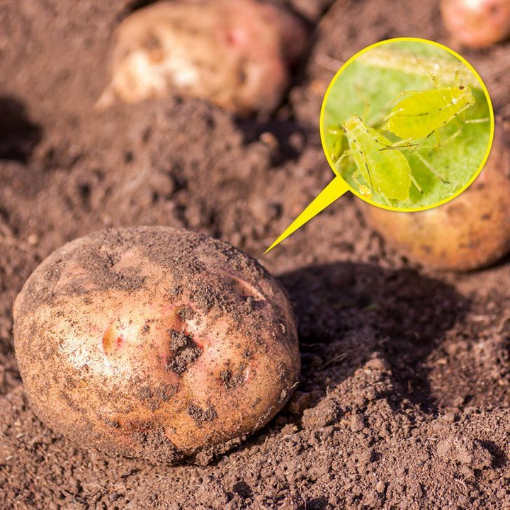 10 loại cây cảnh gây nguy hiểm nếu được trồng trong nhà - 9