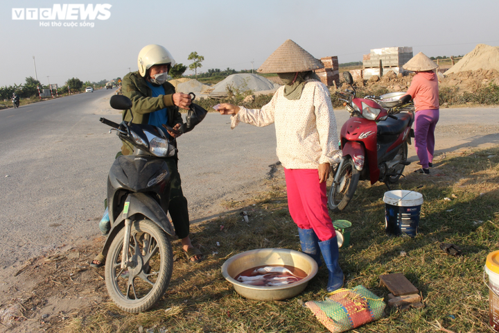 Săn chuột đồng kiếm tiền triệu mỗi ngày ở Hưng Yên - 1