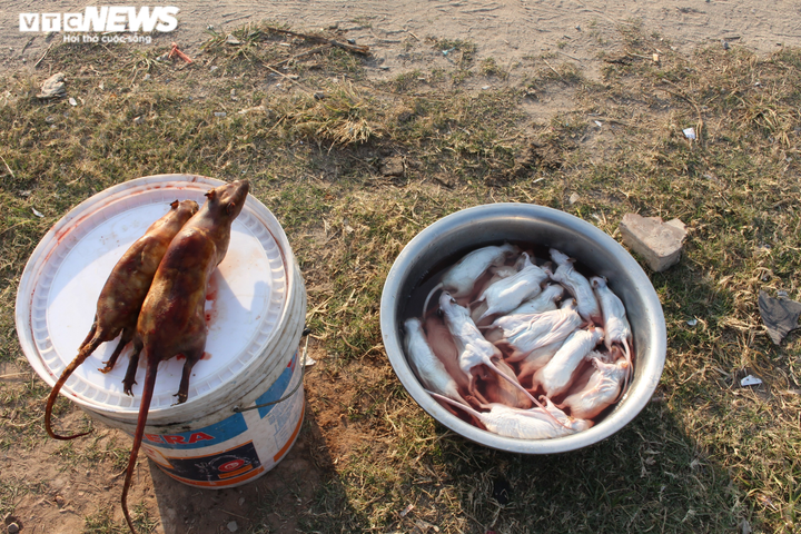 Săn chuột đồng kiếm tiền triệu mỗi ngày ở Hưng Yên - 5