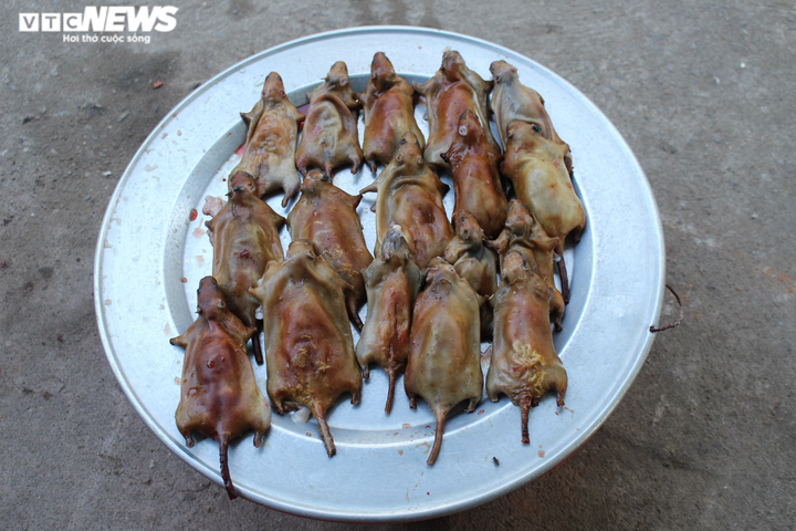 Săn chuột đồng kiếm tiền triệu mỗi ngày ở Hưng Yên - 3