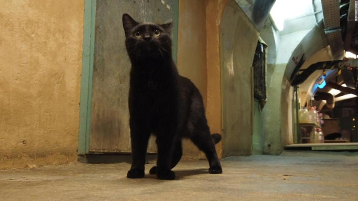 Những chú mèo canh giữ báu vật tại Bảo tàng Hermitage - 2