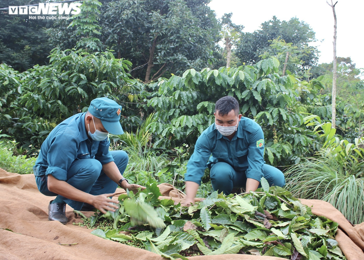 Nhiều hộ dân phải đi cách ly, dân quân giúp hái cà phê, gặt lúa đưa về tận nhà - 5