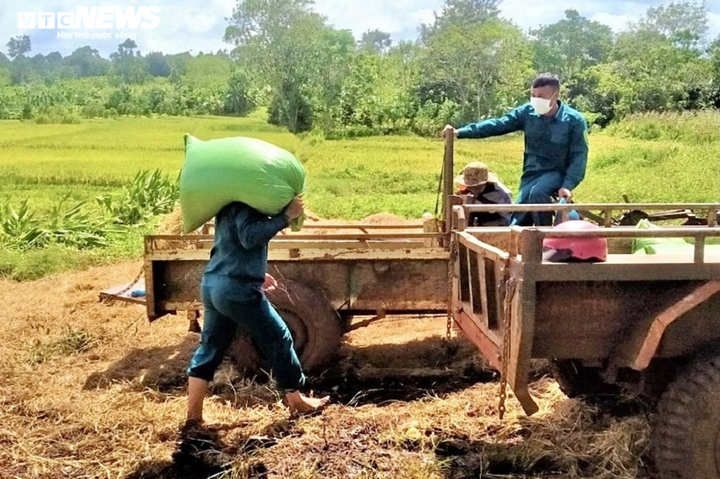 Nhiều hộ dân phải đi cách ly, dân quân giúp hái cà phê, gặt lúa đưa về tận nhà - 8