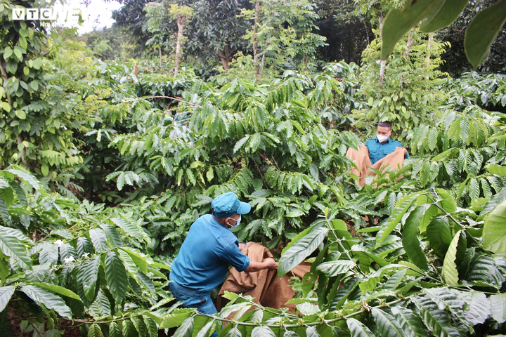 Nhiều hộ dân phải đi cách ly, dân quân giúp hái cà phê, gặt lúa đưa về tận nhà - 1