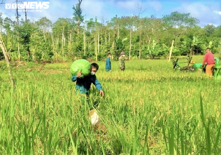 Nhiều hộ dân phải đi cách ly, dân quân giúp hái cà phê, gặt lúa đưa về tận nhà - 7