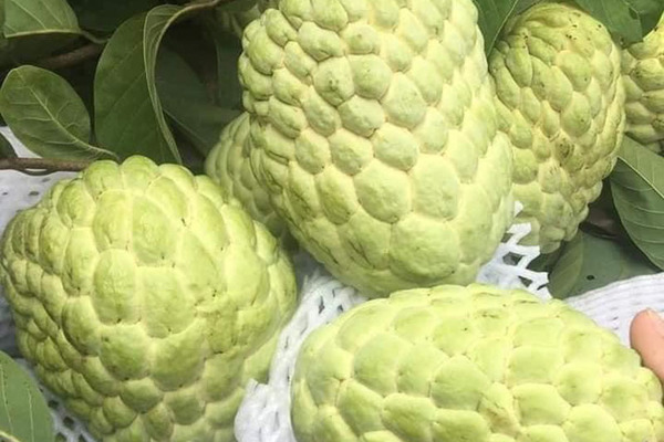 Na Thái ồ ạt đổ về, rẻ hơn hàng Việt rất hút khách mua - 3