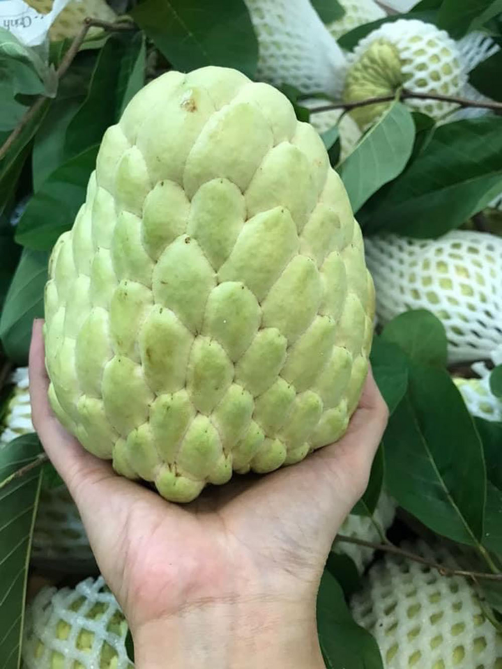 na-thai-2.jpg Na Thái ồ ạt đổ về, rẻ hơn hàng Việt rất hút khách mua - 1