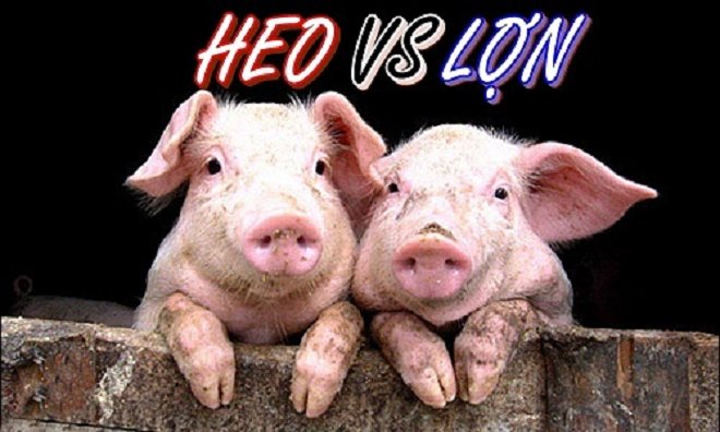 Đố vui: Con lợn khác con heo ở điểm nào? - 1