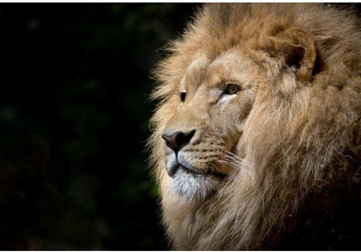 Cặp sư tử xổng chuồng, nhân viên sân bay Singapore thất kinh - 1