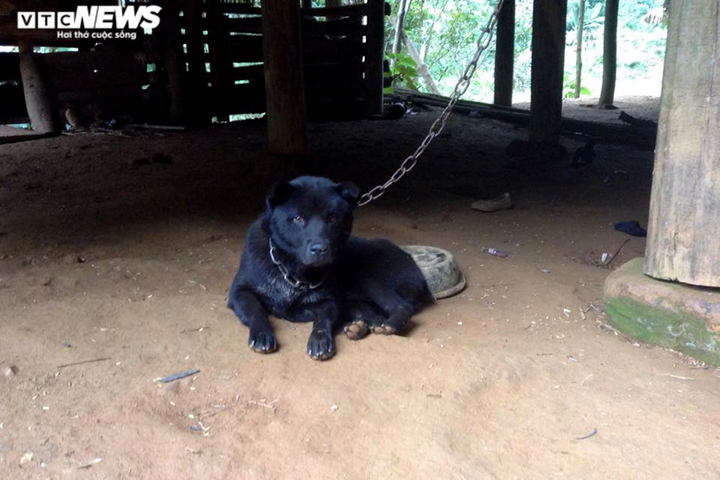 Theo dấu 'khuyển vương Mông cộc' và những chuyến 'tầm cẩu' nơi vùng cao - 2